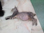 Ashton - Domestic Short Hair Cat