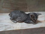 Ashton - Domestic Short Hair Cat