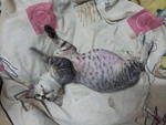 Ashton - Domestic Short Hair Cat