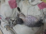 Ashton - Domestic Short Hair Cat