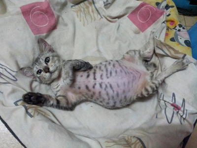 Ashton - Domestic Short Hair Cat