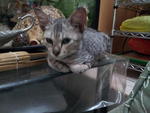 Ashton - Domestic Short Hair Cat