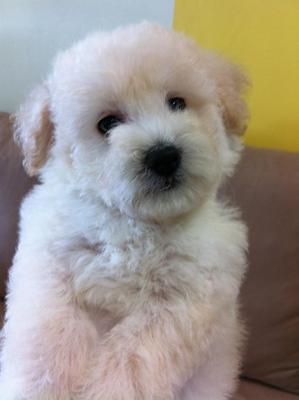 Creamy Toy Poodle - Poodle Dog