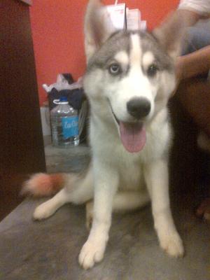 Shogun - Siberian Husky Dog