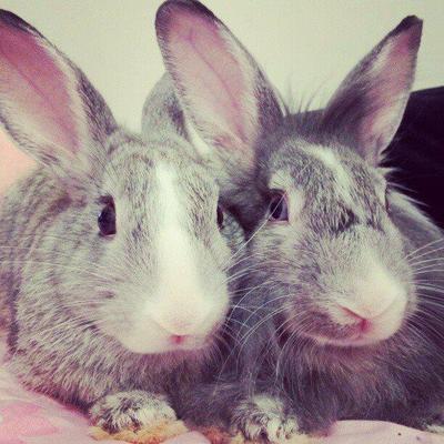 George And Fred - Lionhead + Chinchilla Rabbit