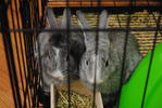 George And Fred - Lionhead + Chinchilla Rabbit