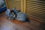 George And Fred - Lionhead + Chinchilla Rabbit