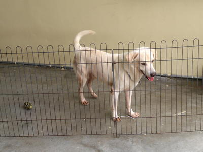 Gege - Labrador Retriever Dog