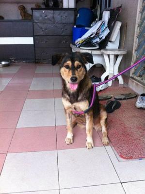 ★diana★ - Mixed Breed Dog