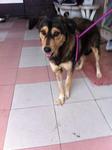 ★diana★ - Mixed Breed Dog