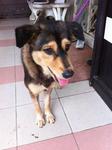 ★diana★ - Mixed Breed Dog
