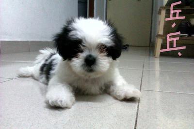 Ping Pong - Shih Tzu Dog