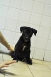 Little Coal - Mixed Breed Dog