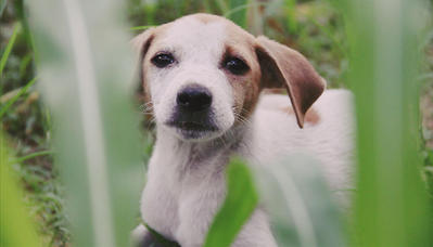 Heidi - Jack Russell Terrier Mix Dog