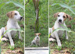 Heidi - Jack Russell Terrier Mix Dog