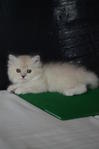 Semi Flat Face Persian - Persian Cat