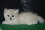 Semi Flat Face Persian - Persian Cat