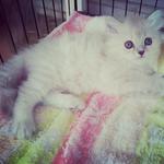 Semi Flat Face Persian - Persian Cat