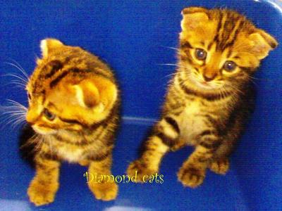 Cats With Folded Ear_060512 - Scottish Fold Cat