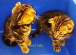 Cats With Folded Ear_060512 - Scottish Fold Cat