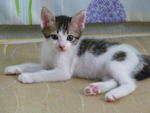 Nery - Domestic Short Hair Cat