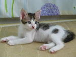 Nery - Domestic Short Hair Cat