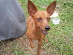 Miniature Pinscher - Miniature Pinscher Dog