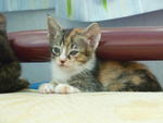 Dawn - Domestic Short Hair + Calico Cat