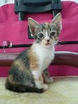 Dawn - Domestic Short Hair + Calico Cat