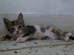 Dawn - Domestic Short Hair + Calico Cat