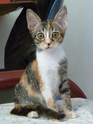 Dawn - Domestic Short Hair + Calico Cat