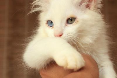 2 Puteh - Domestic Long Hair Cat