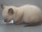 Powder (For Adoption Again) - Siamese Cat