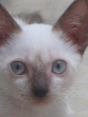 Powder (For Adoption Again) - Siamese Cat