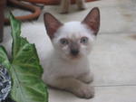 Powder (For Adoption Again) - Siamese Cat