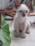 Powder (For Adoption Again) - Siamese Cat