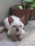 Powder (For Adoption Again) - Siamese Cat