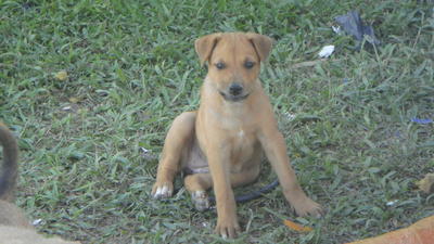 Matta - Mixed Breed Dog