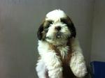 PF30977 - Shih Tzu Dog