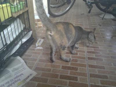 Kuningkelabu - Domestic Short Hair Cat