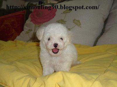 Tiny Toy Poodle White - Poodle Dog