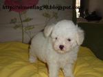 Tiny Toy Poodle White - Poodle Dog