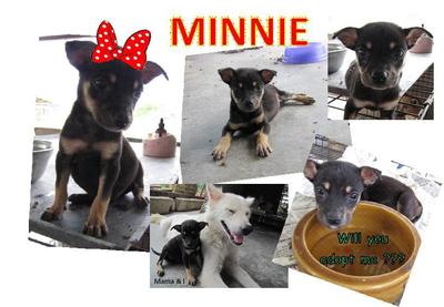 Minnie - Mixed Breed Dog