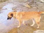 Old: Tag 204 - Adopted - 200903 - Mixed Breed Dog