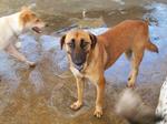 Old: Tag 204 - Adopted - 200903 - Mixed Breed Dog