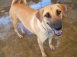 Old: Tag 204 - Adopted - 200903 - Mixed Breed Dog