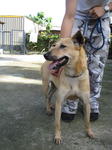 Old: Tag 128 - Mixed Breed Dog