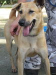 Old: Tag 128 - Mixed Breed Dog