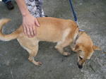 Old: Tag 128 - Mixed Breed Dog