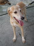 Old: Tag 194 - Mixed Breed Dog